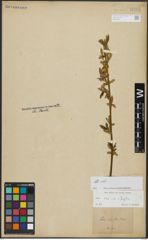 Foto von Salix alba L. x Salix fragilis L.